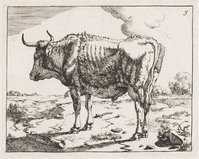 KG 04331
<br/>
Staande koe
<br/>
<em>Bije, Marcus de (1639-ca. 1690)</em>